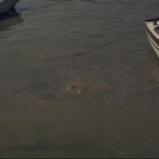 Suklja more iznad ispusta tvornice B. Kidriča