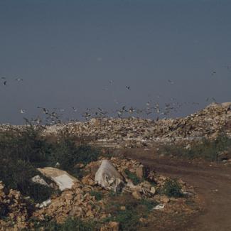 Gradski deponij, nakupine smeća iznad njega jato galebova