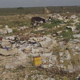 Gradski deponij; magarac u potrazi za hranom