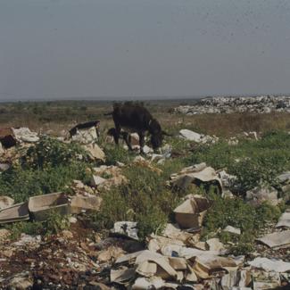 Gradski deponij, magarac u potrazi za hranom
