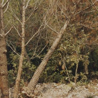 Osušen bor nakon miniranja