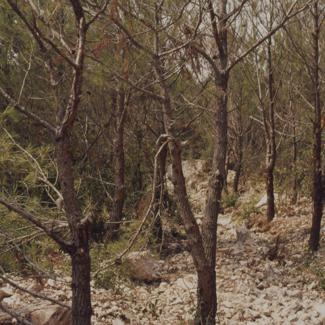 Iskrčen pojas zbog vodovoda i kanalizacije 3-10 m od mora