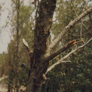 Posljedica miniranja