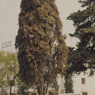 Čempres napadnut raznim ušima - drvored na prilazu