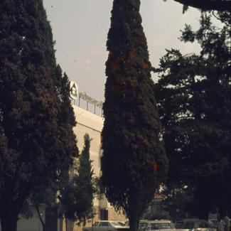 Drvored čempresa zaštićen