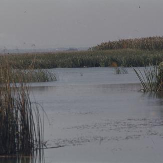 Vransko jezero - gledano prema zap.