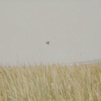 Trska Vransko jezero