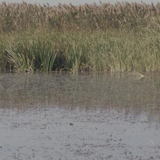 Trska - Vransko jezero