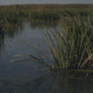 Vransko jezero - trska