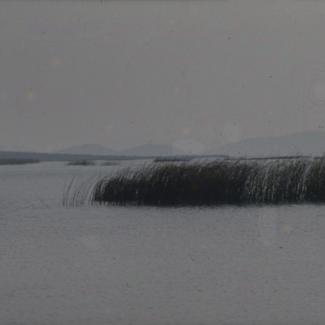 Vransko jezero -rubni dio pojasa trske