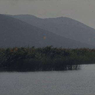 Vransko jezero - trska podno brijega