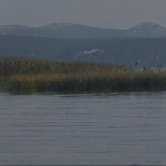 Vransko jezero - trska u sj.-zap. Dijelu