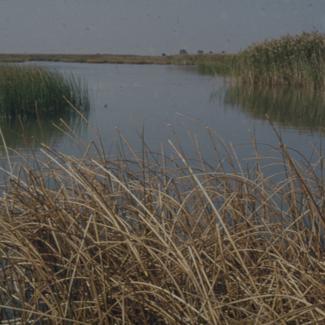 Vransko jezero - pogled iz trske prema jugo-zap.