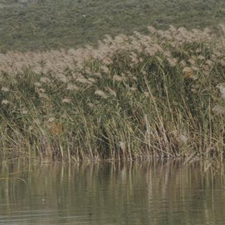 Vransko jezero - visoka trska