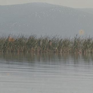 Vransko jezero - trska - sumaglica