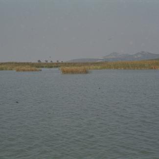 Trska Vranskog jezera - pogled prema poljoprivrednom dobru Vrana