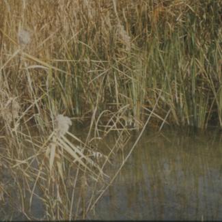 Trska u sj.-zap. djelu Vranskog jezera