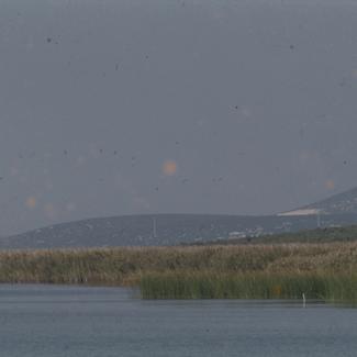 Trska pogled sa jezera prema poljoprivrednom dobru Vrana