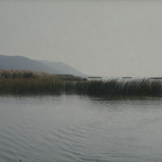 Vransko jezero - trska u vodi