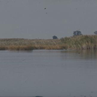 Vransko jezero; trska