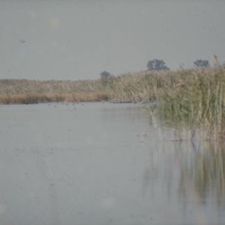 Vransko jezero - liska u vodi