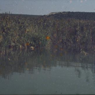 Vransko jezero - trska