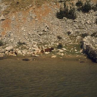 Škti pašnjaci pored rijeke na desnoj obali  između Obr. I Jan. B.; krava se odmara pored ograde