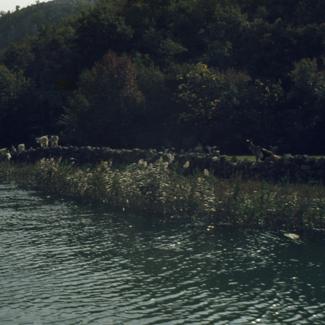 Koze na livadi pored vode iznad Obrovca