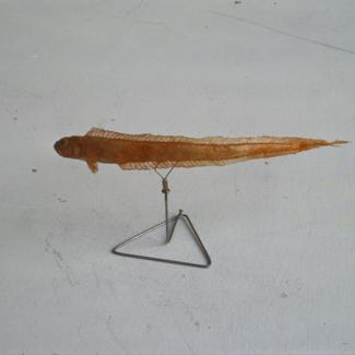 Cepola rubescens L Vrpca crljena; inv. br. 1255