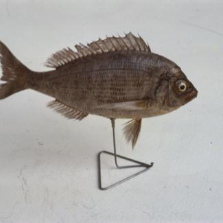 Cantharus lineatus Thomps, Sivac, kantar; nv. br. 1057