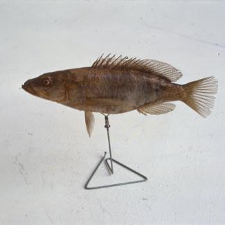 Serranus scriba Cuv. Vukovac, pirak; inv. br. 1261