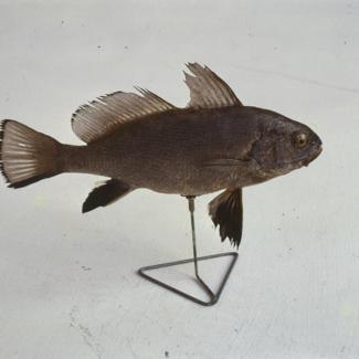 Corvina nigra C. V. Vranac; v. br. 1064