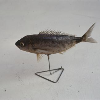 Oblata melanura C. V. Crnorep, ušata; inv. br. 1063