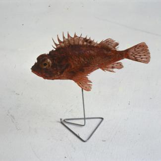 Scorpaena ustulata Lowe Bodečić crveni; inv. br. 1259