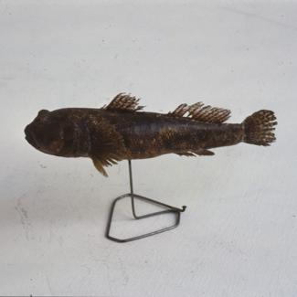 Gobius ophiocephalus Pall Glavoč; inv. br. 1029