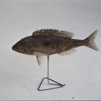 U lijevom uglu Gr. lože kavez sa karuselom za projekciu; preko puta pano - problem pesticida; do njega pano - biljke tvorci kisika