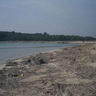 Plaža sa naslagama suhih algi