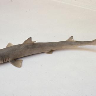 Mustelus vulgaris M Ille Pas mekaš glušac