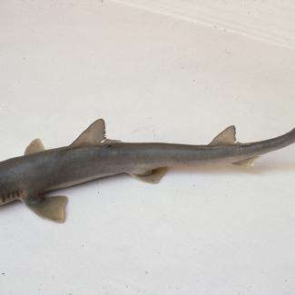 Mustelus laevis Risso Glavati čukov