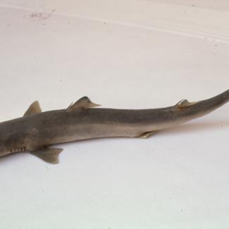 Acanthias blainvilii Risso Pas kostelj, vlastelin