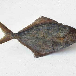 Stromateus fiatola L Plotica morska