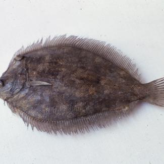 Rhomboidichthys podas Gthr Poklopac glatkiš