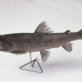 Salmo trutta obtusirostris Salonitana Pastrva