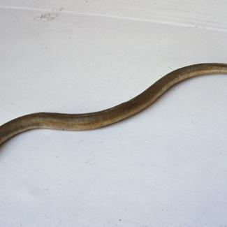 Myrus vulgaris K. P. Ugorac glavan