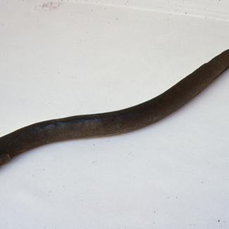 Anguilla vulgaris Trut Jegulja