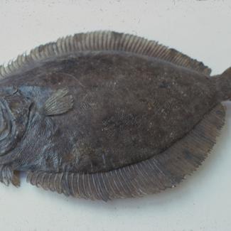 Bothus scombrus L. Glatki rombić, romb