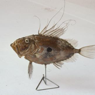 Zeus pungio C. V. Kovač jadranski