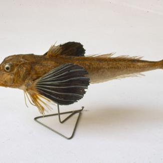 Trigla corax B. P. Lastavica prasica balavica