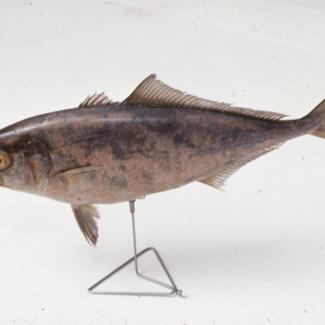 Seriola dumerilli Risso Steljuša glavulja, gof; inv. br. 1254