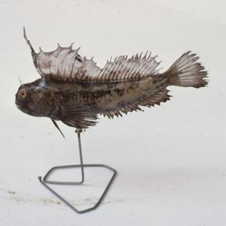 Blennius ocellaris L.; inv. br. 1095